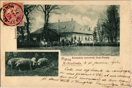 T2 1904 Nagyszalonta, Salonta; Kornstein Testvérek Pata-pusztája, Mangalicák, Sonnenfeld A. Kiadása. Kornstein Egon Fere - Non Classés