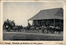 T2/T3 1900 Transvaal, Eilpostwagen Mit Maulthieren Und Zebras Bespannt / Express Mail Carriage With Mules And Zebras (EK - Unclassified