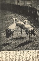 T2 Storks - Unclassified