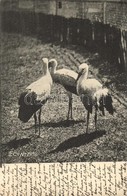 T2 Storks - Non Classés