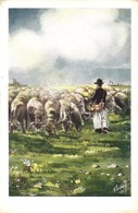 ** T2/T3 A Dunántúli Birkás / Hungarian Shepherd, Folklore, S: Köves (EK) - Non Classés