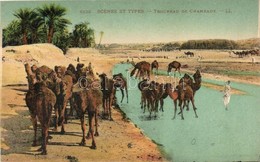 * T2 Troupeau De Chameaux / Herd Of Camels, North African Folklore - Non Classés
