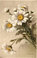 T2/T3 Oxeye Daisy, Flower, S: A. Haller, Meissner & Buch, Litho (EK) - Non Classés