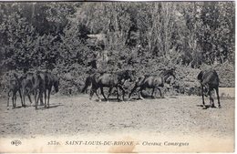 13. Saint Louis Du Rhône. Chevaux Camargues - Saint-Louis-du-Rhône