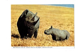 Cpm - Black Rhinocéros With Calf - - Rhinocéros