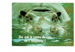 Cpm Humour - Hippopotame - Feeling - Dès Que Je Rentre De Cure ... ça N'arrive Qu'au ZOO - - Flusspferde
