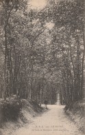 76 - LE HAVRE - La Forêt De Montjeon. Allée Sous Bois - Forêt De Montgeon
