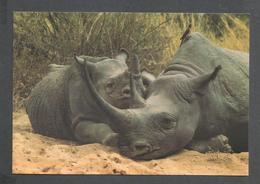 ANIMAUX - ANIMALS - TANZANIA RHINO AT NGORONGORO CRATER - RHINOCÉROS - 17½ X 12 Cm  7x4¾ Po BY SUPERGLOSS - Rhinoceros