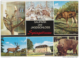 Springe / Jageschloss / Jagd / Saupark / Wisent / Elch / Hirsch / Hunting (D-A199) - Springe