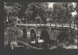 Goes - Ganzepoortbrug - Zwaan / Cygne / Schwan / Swan - Goes