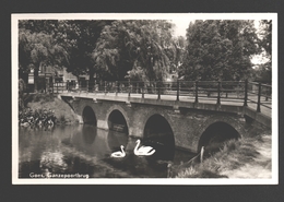 Goes - Ganzepoortbrug - Zwaan / Cygne / Schwan / Swan - 1950 - Goes