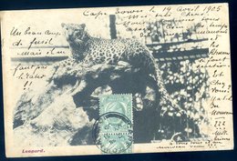 Cpa Afrique Du Sud South Africa -- Leopard --- The G.W.W Series ---  Cpa Envoyée De Cape Town    AFS2 - Afrique Du Sud