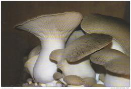 Pilze / Mushrooms / Fungi (D-A227) - Paddestoelen