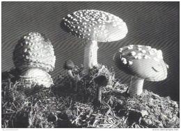 Pilze / Mushrooms / Fungi (D-A227) - Paddestoelen