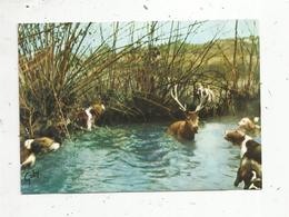 Cp, Sports , CHASSE A COURRE ,  En Forêt... Il S'est Jugé Perdu... A. De Vigny, Vierge - Chasse