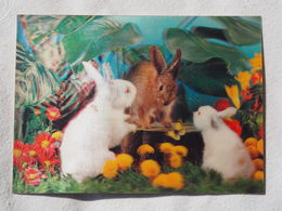 3d 3 D Lenticular Stereo Postcard Rabbits  Toppan Japan 1976   A 190 - Cartes Stéréoscopiques