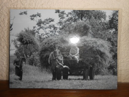 Repro  Cartonnée Et Plastifiée   PAYSANS/ LE RETOUR DES FOINS AVEC LE CHEVAL - Mestieri