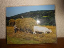 Repro  Cartonnée Et Plastifiée   PAYSANS/ LES FOINS AVEC LES BOEUFS - Berufe