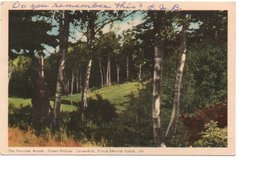 THE HAUNTED WOODS GREEN GABLES CAVENDISH . PRINCE EDWARD ISLAND. 54. - Otros & Sin Clasificación