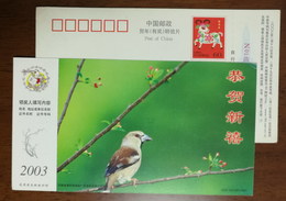 Collared Grosbeak Bird,China 2003 Henan New Year Greeting Advertising Pre-stamped Card - Mussen