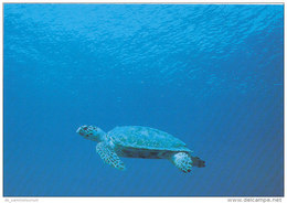 Tiere / Animals: Meeres-Schildkröte (D-A177) - Schildpadden