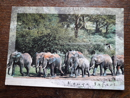 L21/276 Kenya. Safari. Elephants - Kenya
