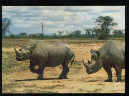 CPM Animaux Le Rhinocéros - Rhinoceros