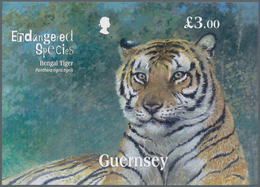 Großbritannien - Guernsey: 2012, Miniature Sheet "Endangered Species - Bengal Tiger" In Original Siz - Guernesey