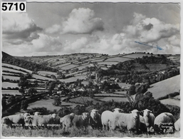 Winsford - Gerneral View - Schafe Sheep - Minehead