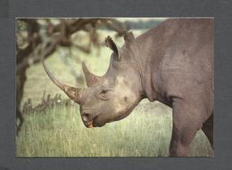 ANIMAUX - ANIMALS - BLACK  RHINOCÉROS - BY KASHMIR CRAFTS KENYA - Rhinoceros