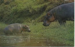 ANIMALS - HIPPOPOTAMUS  T268 - Hippopotamuses