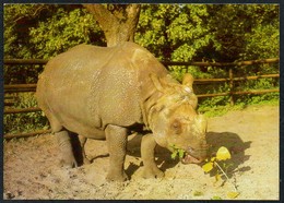 C5802 - TOP Tierpark Zoo Zoologischer Garten Berlin - Nashorn Panzernashorn - Verlag Bild Und Heimat Reichenbach - Rhinocéros