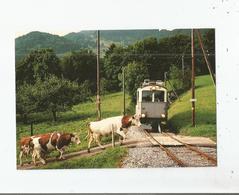 CHEMIN DE FER DE BLONAY A CHAMBY AUTOMOTRICE ABF EH 4/4 N° 10 SORTANT DU TUNNEL DE CORNAUX ET UN TROUPEAU DE VACHES 1981 - Cornaux