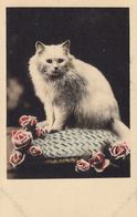 CHATS. Ensemble 168 Cartes Postales. - Andere & Zonder Classificatie