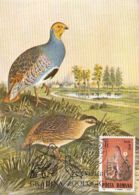 BIRDS, GREY PARTRIDGE, CM, MAXICARD, CARTES MAXIMUM, 1988, ROMANIA - Perdiz Pardilla & Colín