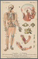 Ansichtskarten: Motive / Thematics: MEDIZIN, Anatomie Des Menschen, Vier Kolorierte Lithographien In - Autres & Non Classés