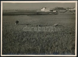 1930 Kinszki Imre (1901-1945) Budapesti Fotóművész Hagyatékából, Feliratozott, Vintage Fotó (Rákos), 6,3x8,5 Cm - Altri & Non Classificati