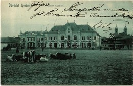 T1/T2 1906 Léva, Levice; Kossuth Lajos Tér, Tehenek / Square With Cattle - Zonder Classificatie