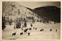 ** T1 Tátra, Tatry; A Szarvasok Királyai / Králi Jelenov / Königshirsche / Deers - Zonder Classificatie