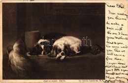 T2/T3 Cavaliers Pets, Dogs (EK) - Unclassified