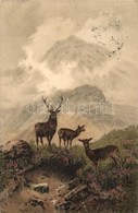 T3 Deer, Stag And Hinds, Meissner & Buch Serie 1264, Litho, S: F. W. Hayes (fa) - Ohne Zuordnung