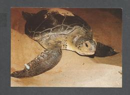 ANIMAUX - ANIMALS - TORTUE GÉANTE - GIANT GREEN TURTLES ( CHELONIA MYDAS ) PHOTO BY M. HADJICHRISTOPHOROU - Turtles