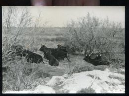 CPM Non écrite Animaux Manade De TAUREAUX En Camargue - Taureaux