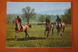 Old Postcard  - Horse Racing  - Italian Edition - Pferde
