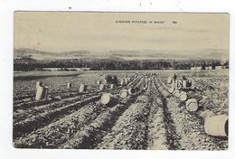 CPA Digging Potatoes In Maine - Sonstige & Ohne Zuordnung