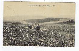 CPA Spraying Maine Potato Field In Bloom - Altri & Non Classificati