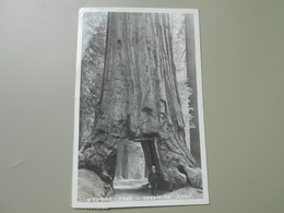ETATS UNIS CA CALIFORNIA WAWONA TREE YOSEMITE PARK - Yosemite