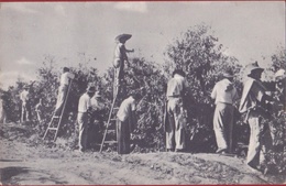 Het Plukken Van De Koffie In Brazilie Plucking Harvest Coffee Café 1958 Brasil Bresil - Sonstige