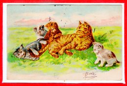 FANTAISIES - CHATS - - Katten