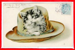 FANTAISIES - CHATS - - Katten